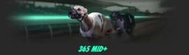 bet365 365 Mid+ Greyhound Bonus: Middle Tote Dividend + 5% Extra!